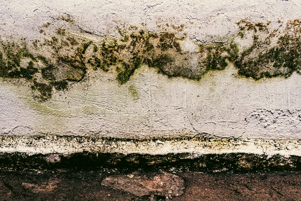 Professional Mold Removal California