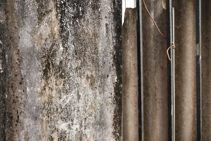 Professional environmental inspector conducting forensic mold inspection services in California