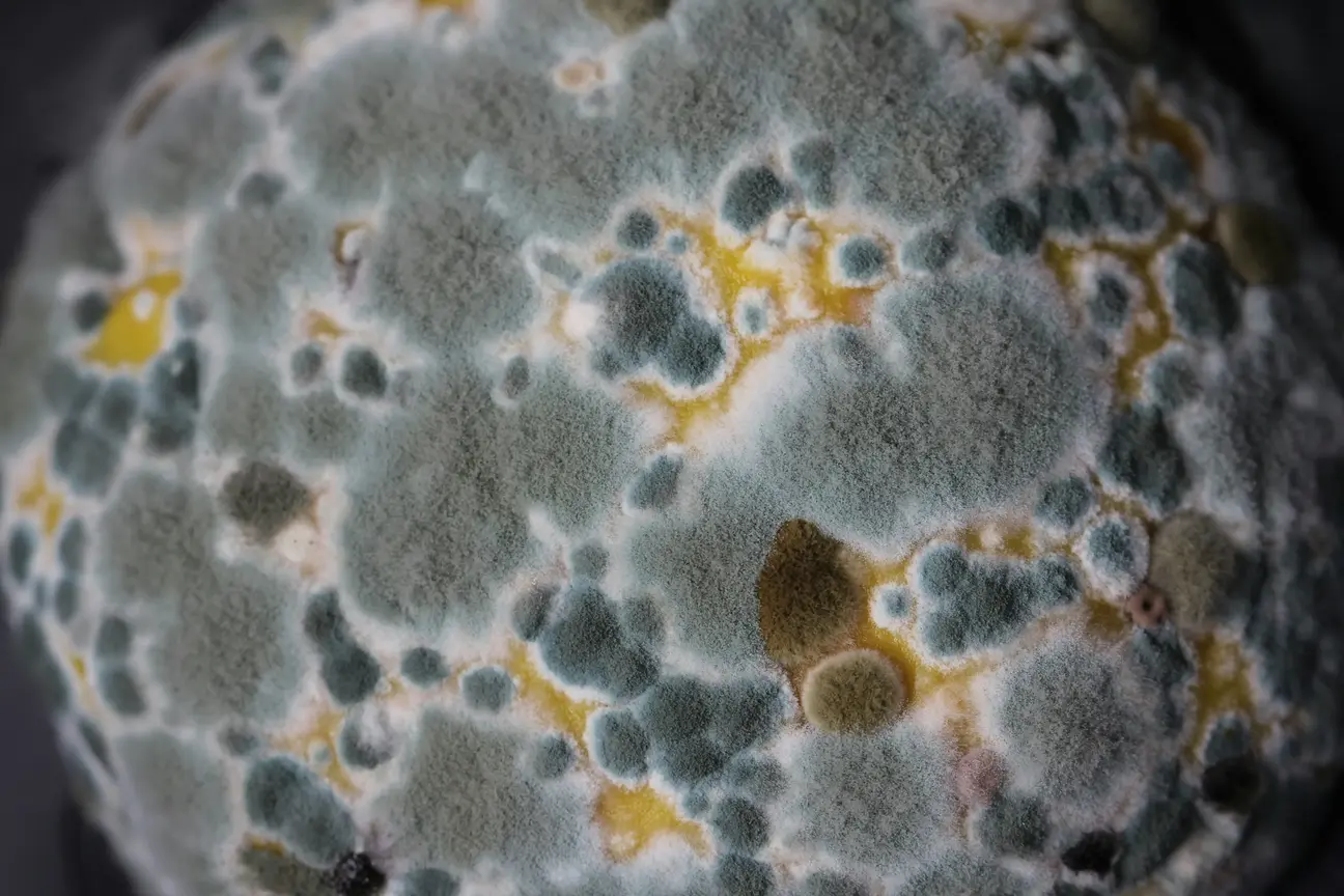 Residential and commercial mold removal solutions in San Diego County